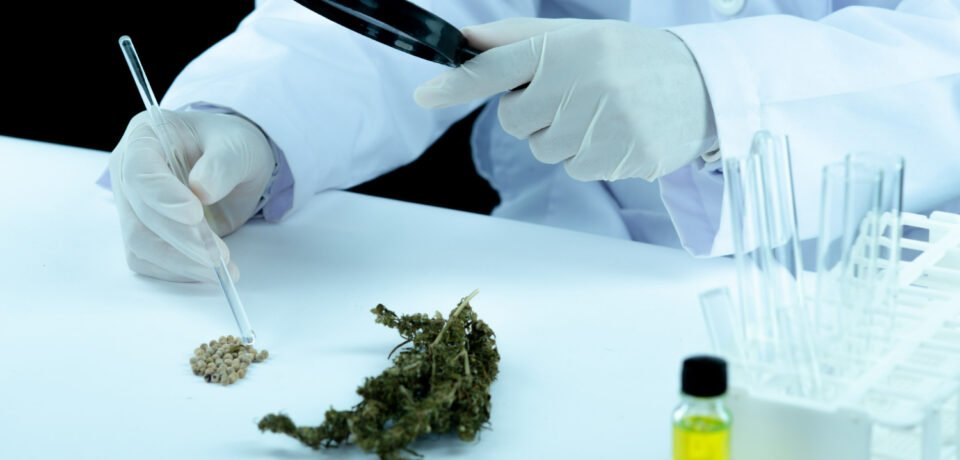 Safety and Responsibility in Medical Cannabis Use